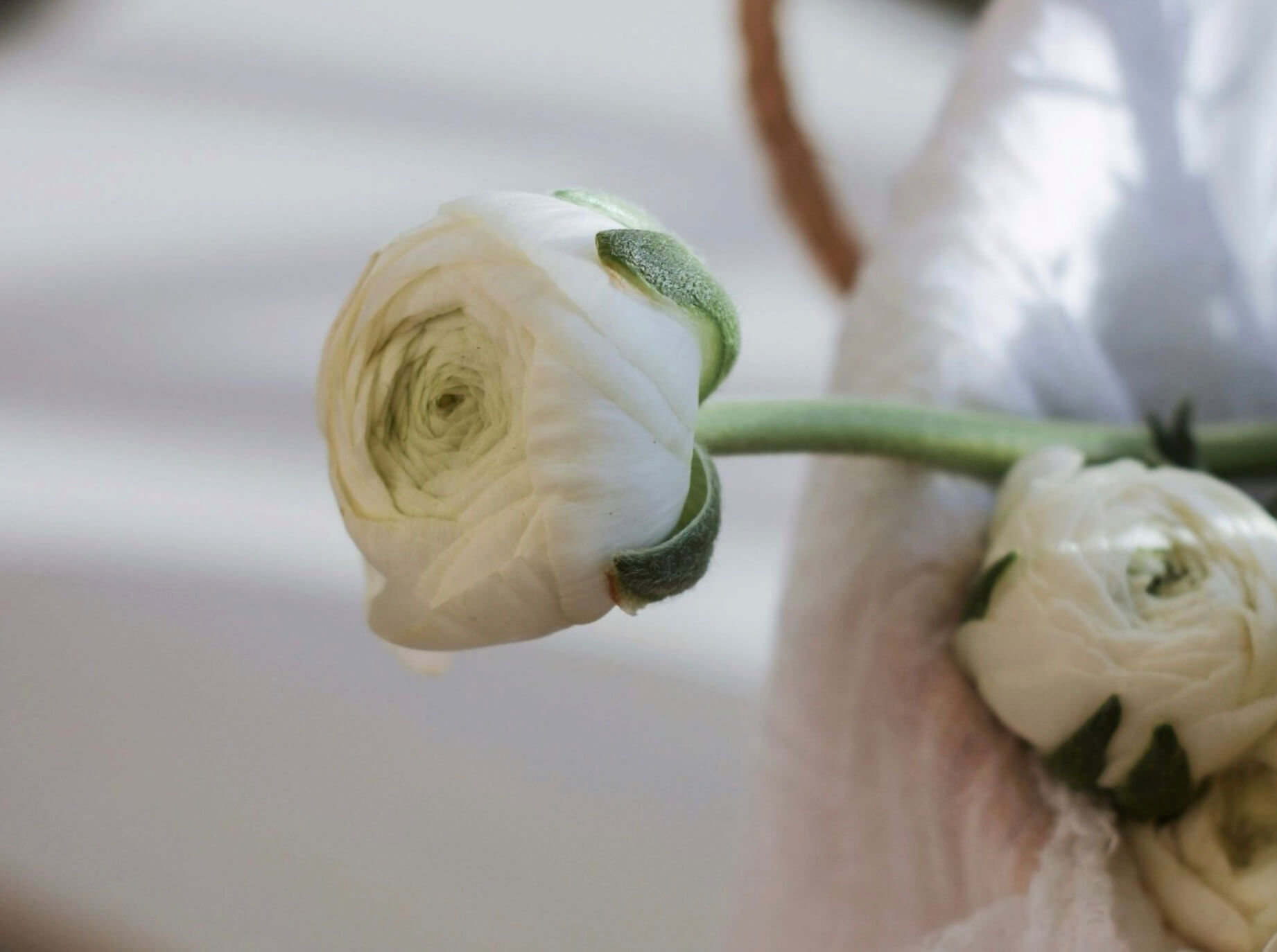 Soft close-up of white flowers in a calm, muted setting